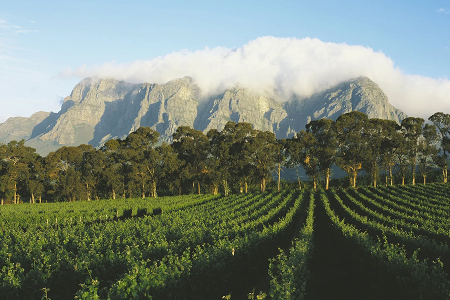 ローズホテル横浜｜ブラスリ―ミリーラ・フォーレ｜南アフリカワイン｜ディナー
